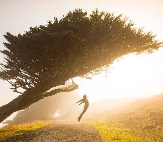 TOP 10 LUCID DREAM HERBS